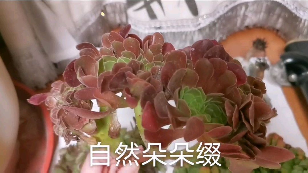 买了四个缀化,万圣节缀、小叶香炉盘缀、玫瑰法师缀、黑法师缀