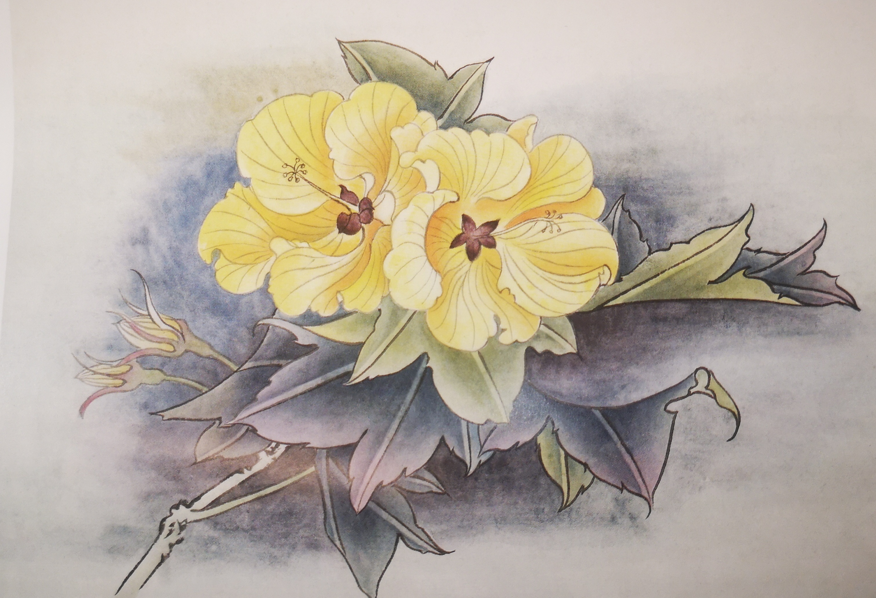 工笔芙蓉如何设色步骤技法