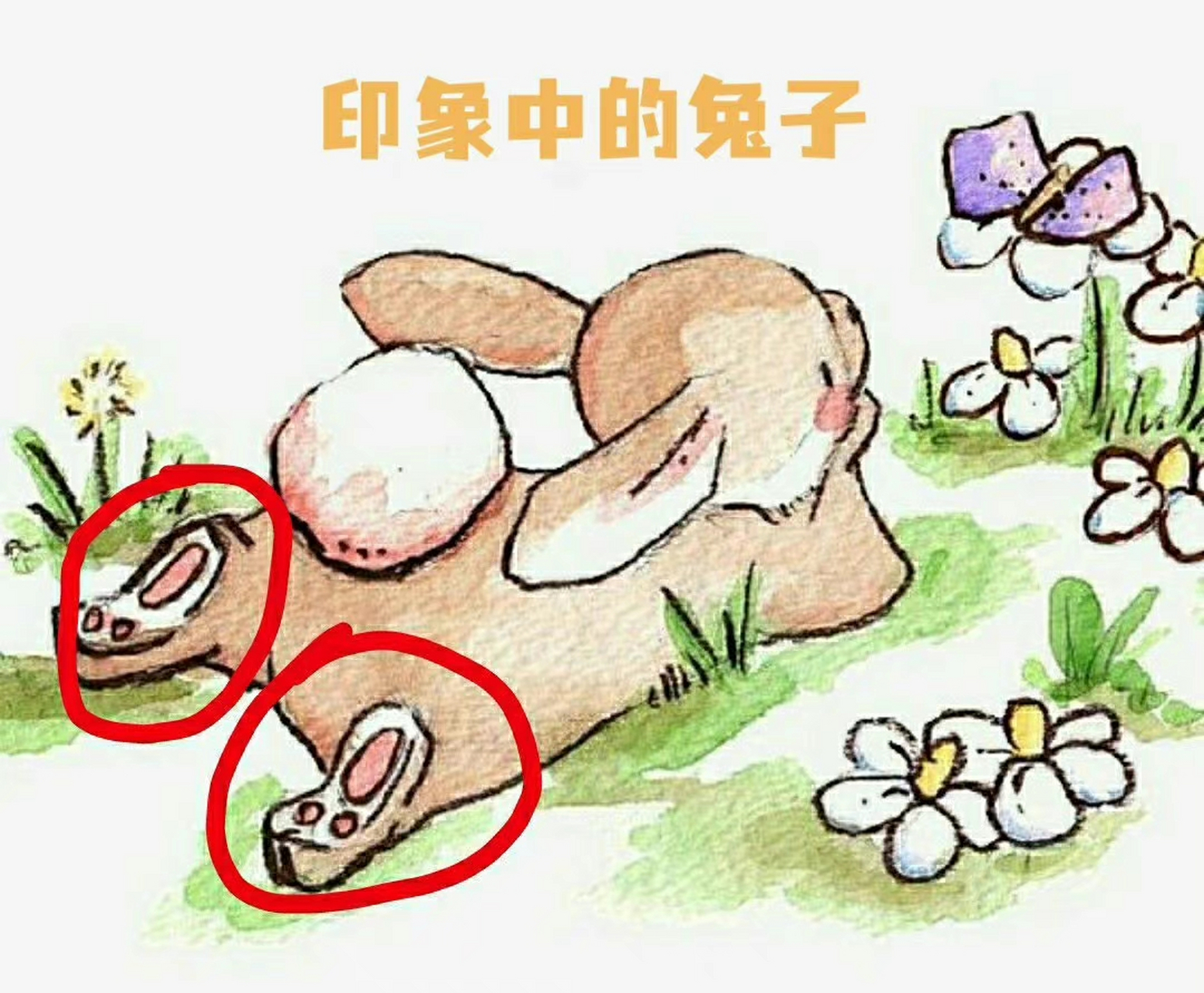 兔子是没有肉垫的,我承认我才知道