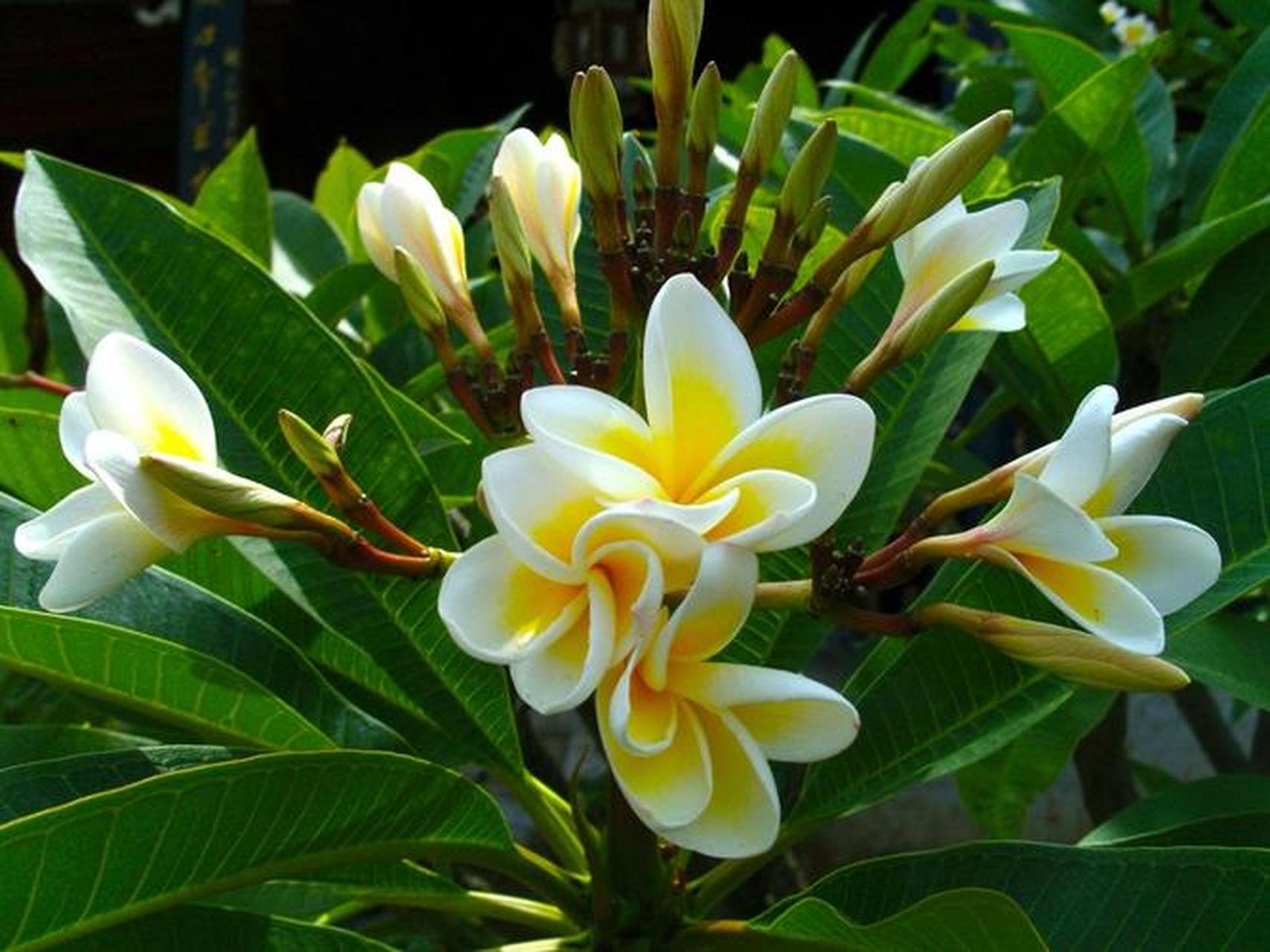 你见过几种颜色的鸡蛋花?