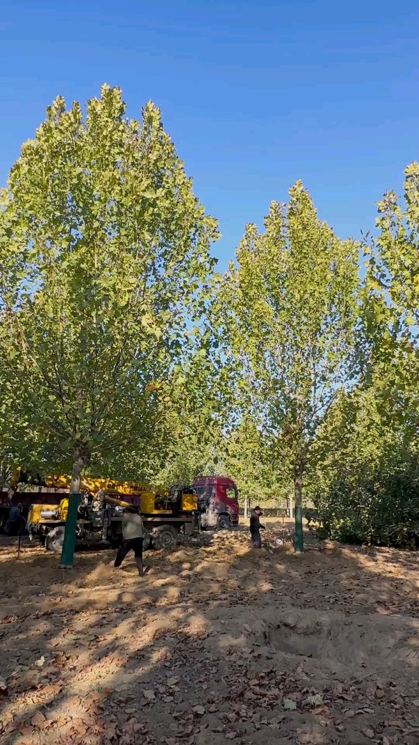 法桐 行道树之王 河北德康法桐基地种植 法桐 垂柳 栾树 五角枫 国槐
