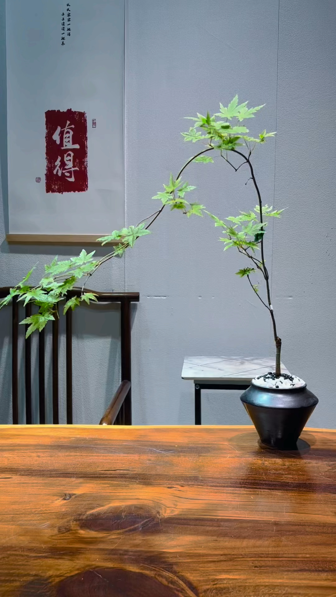 治愈之美绿植-黄金流泉枫