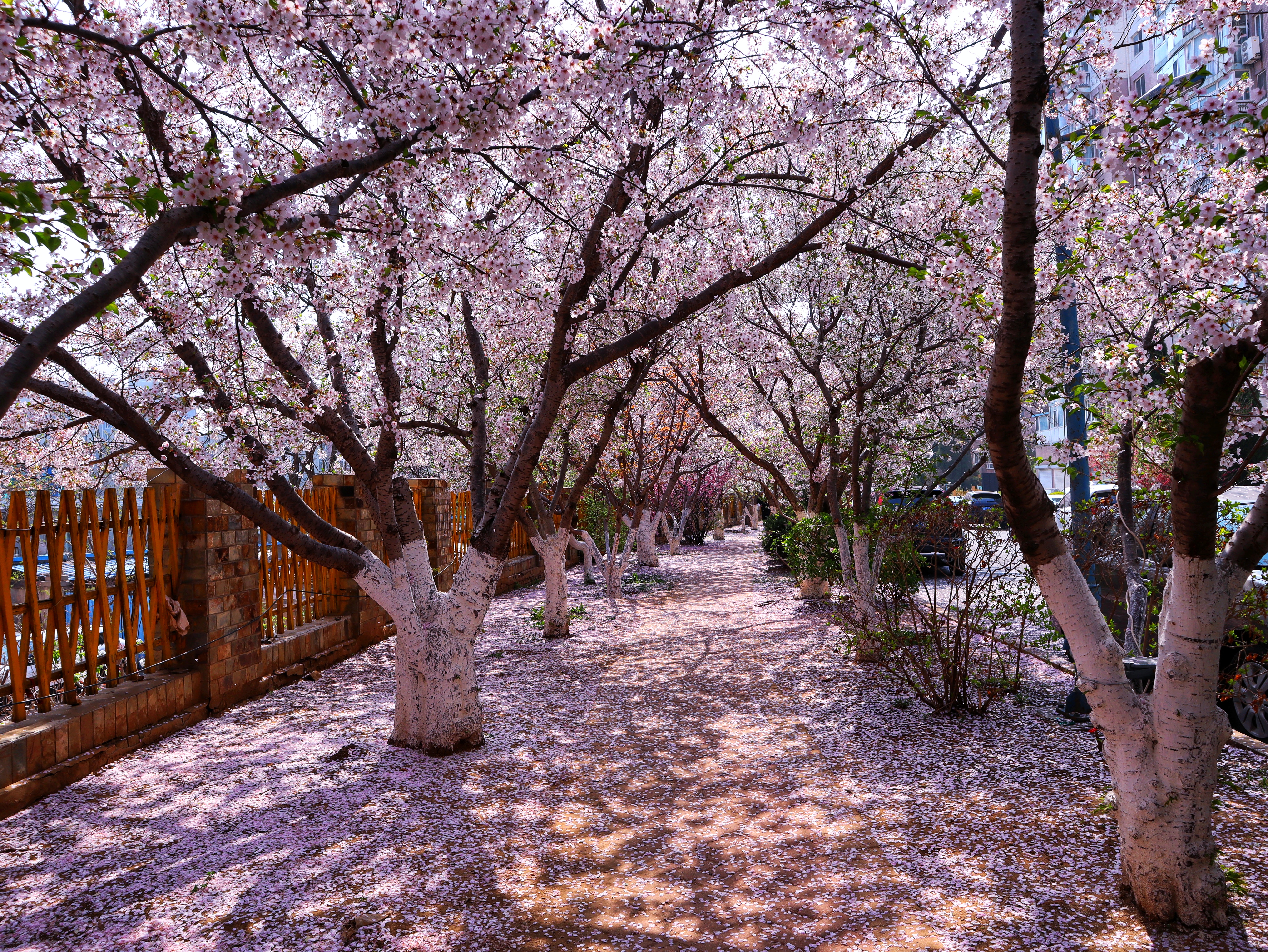 大连超美的樱花大道