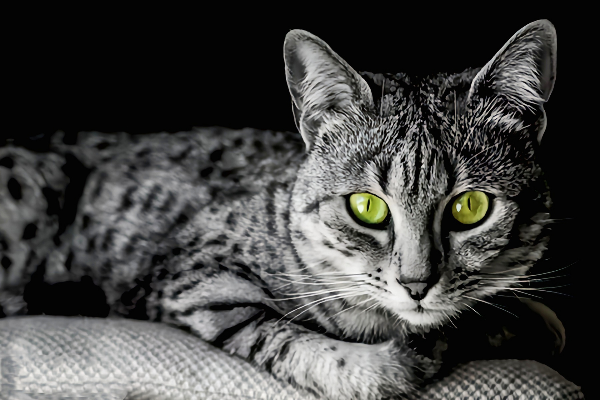 每天认识一种动物——埃及猫 埃及猫原产于非洲埃及,它是一个古老的