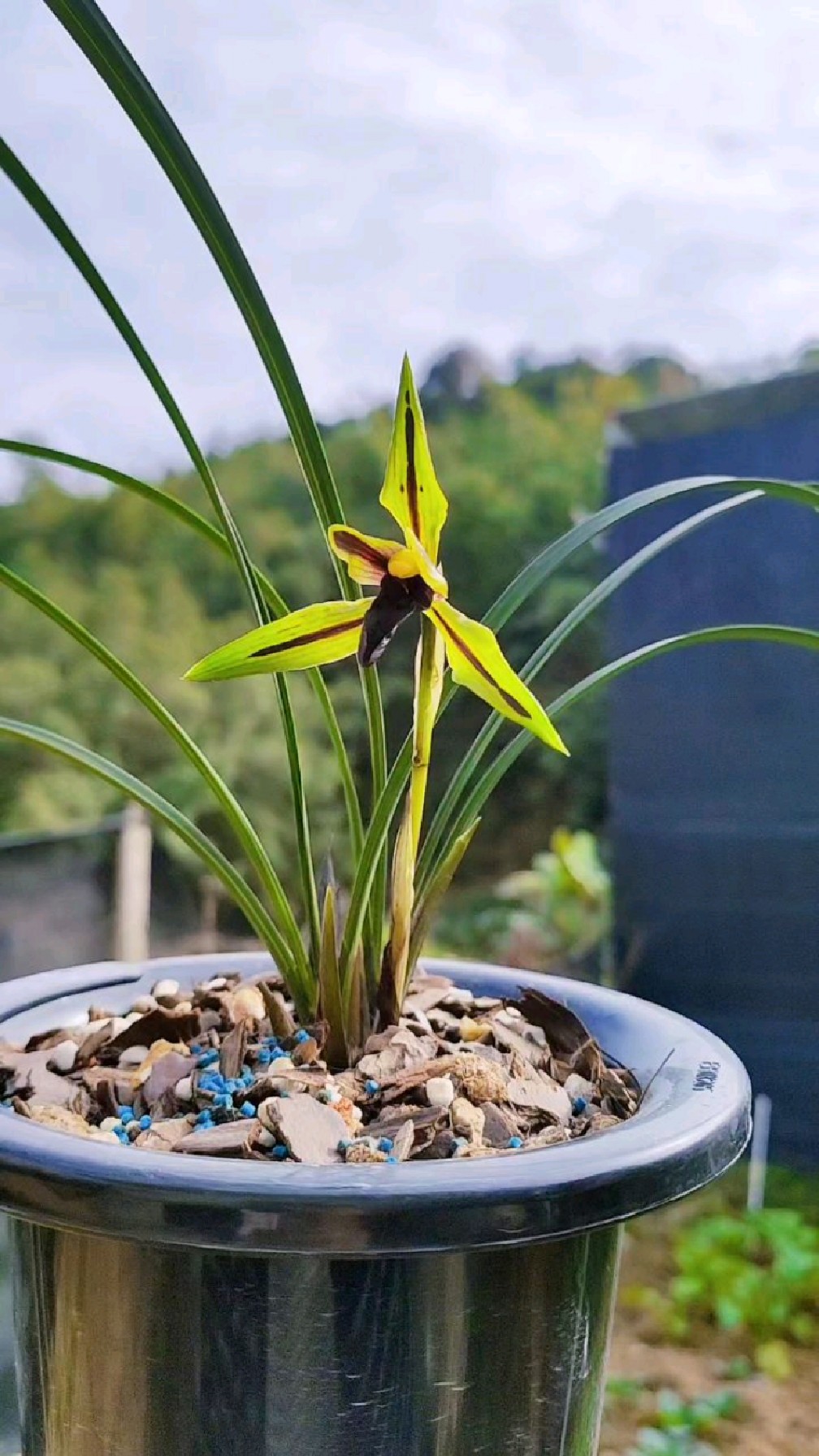 春兰名品包公魂,一个象征正义的兰花-度小视