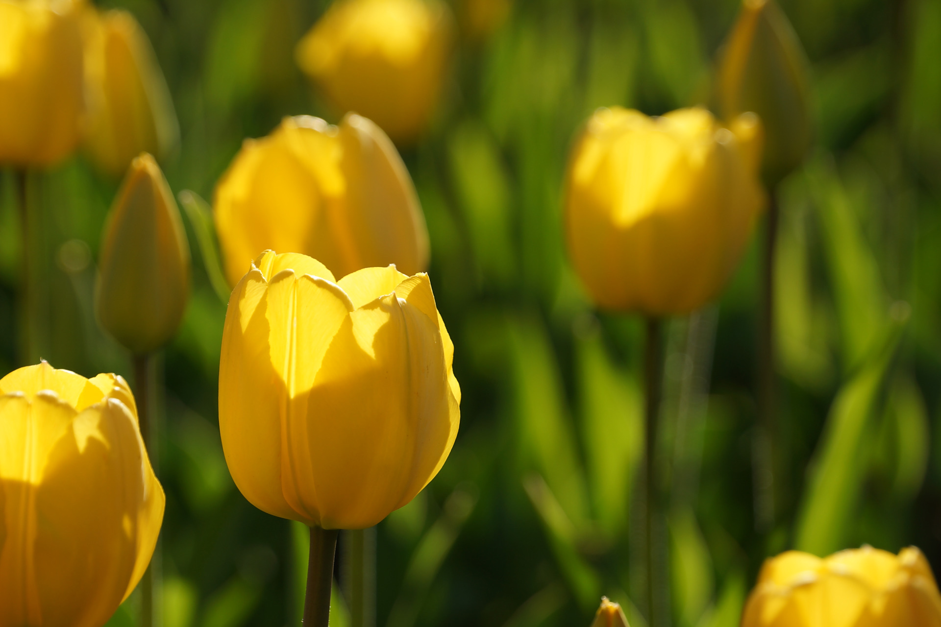 九月动态激励计划# 郁金香——最佳黄  最佳黄单瓣花,花色鲜明,有黄