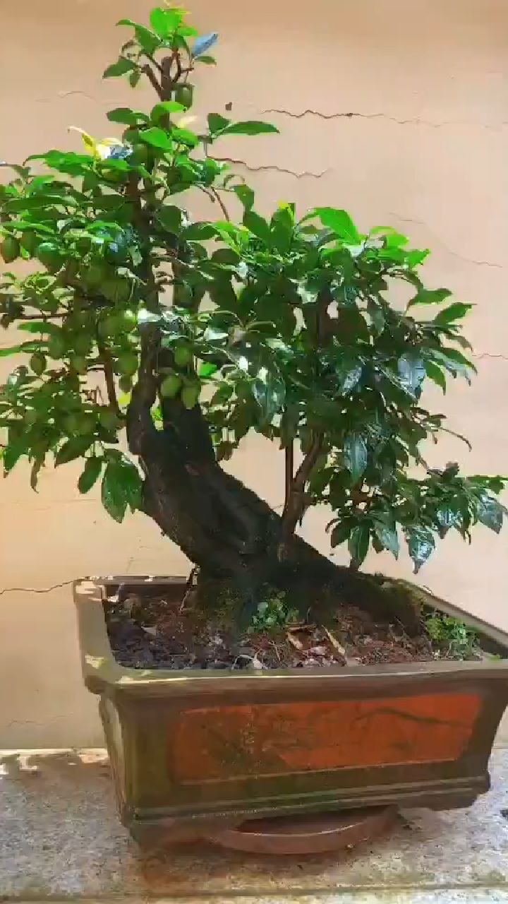 串串果金弹子盆景欣赏