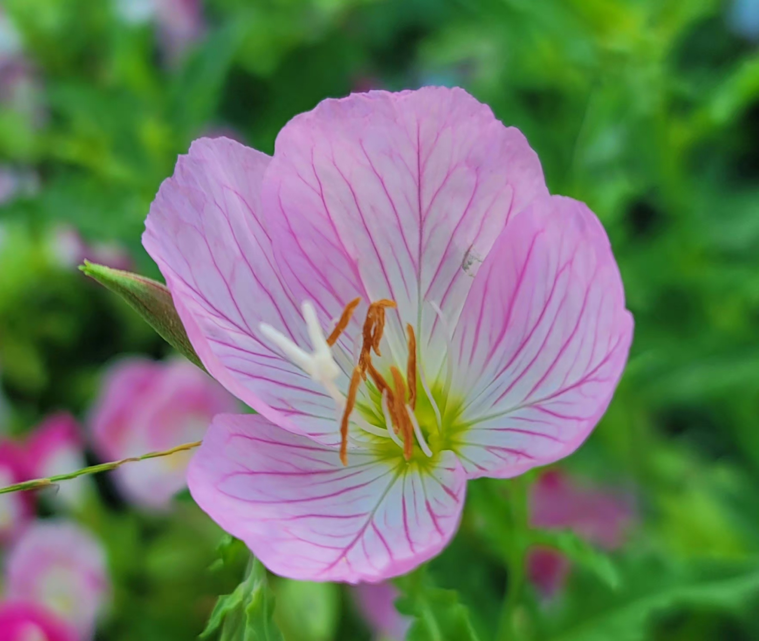 美丽月见草,别名夜来香,待霄草,粉晚樱草,粉花月见草.