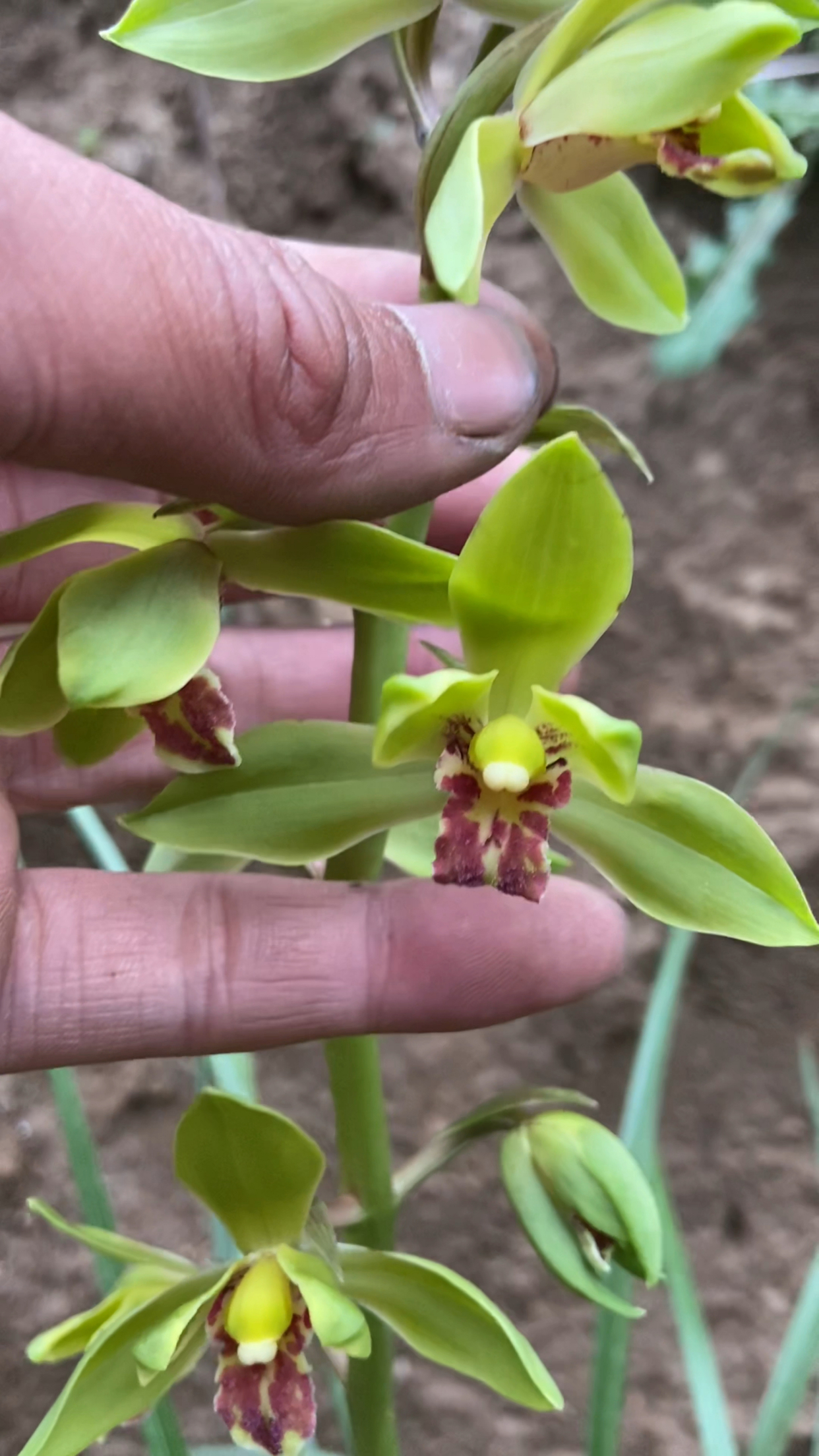 野生蕙兰的瓣型花图片图片