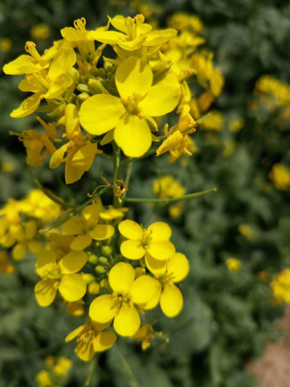 北京顺义油菜花田