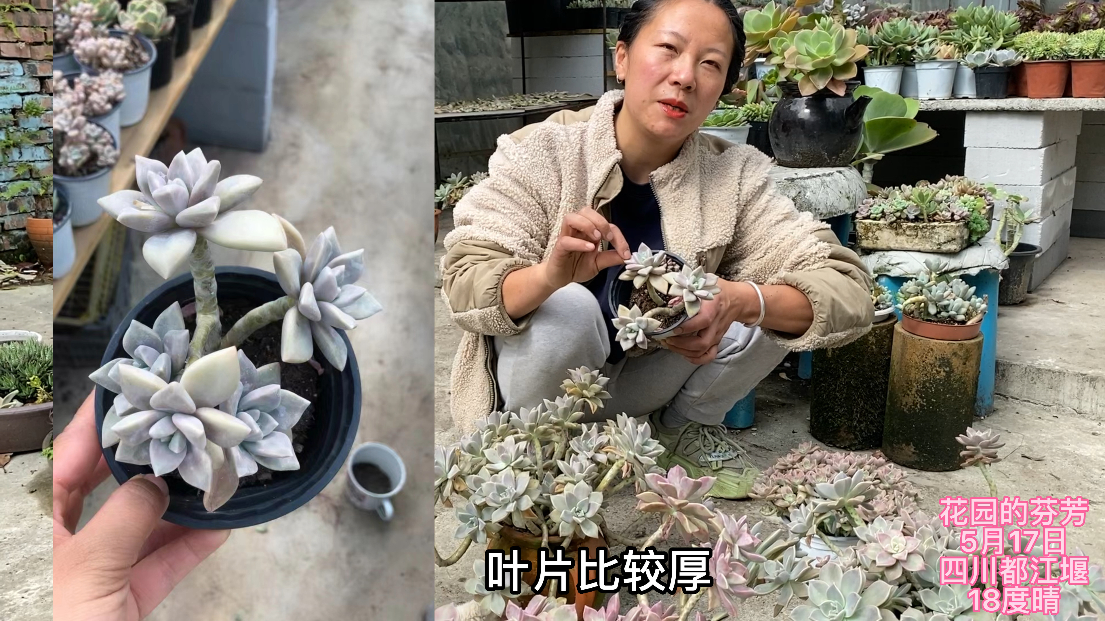 这4种多肉还分不清吗?养2年爆盆的多肉,居然是奶油美人?