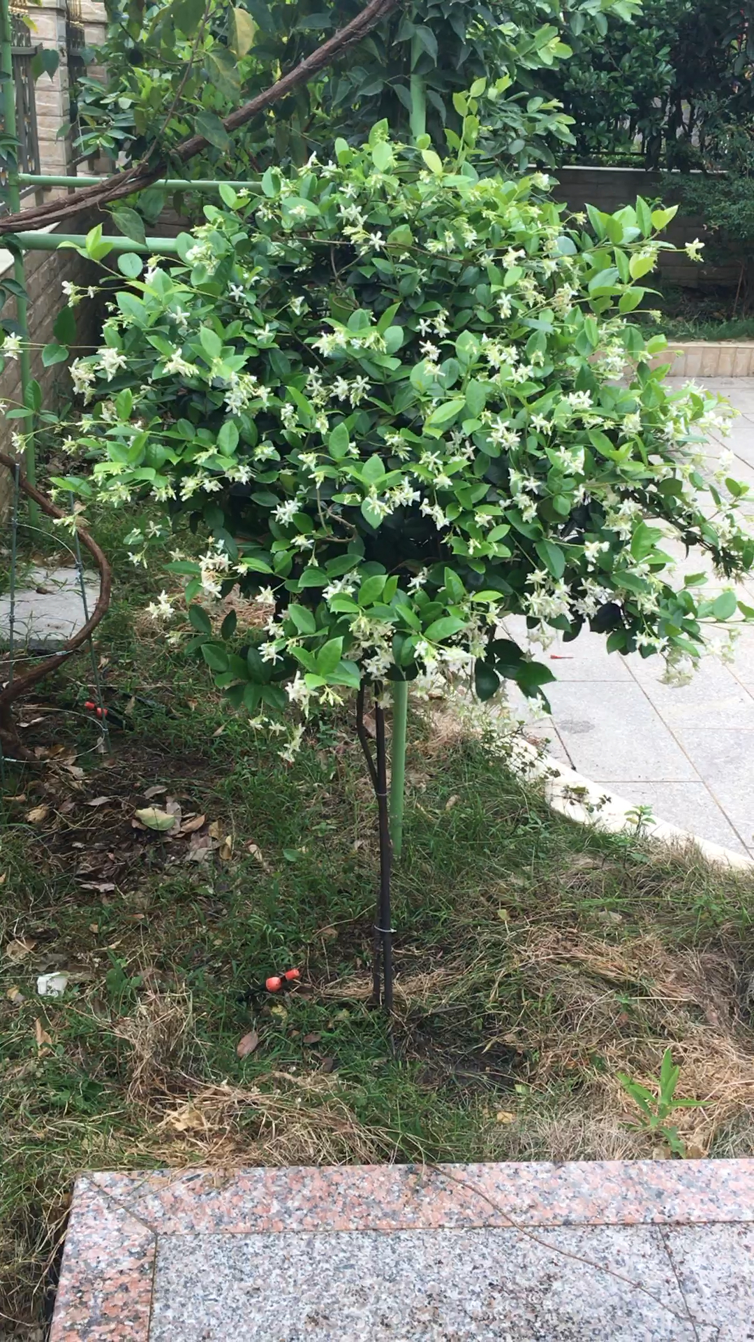 风车茉莉棒棒糖