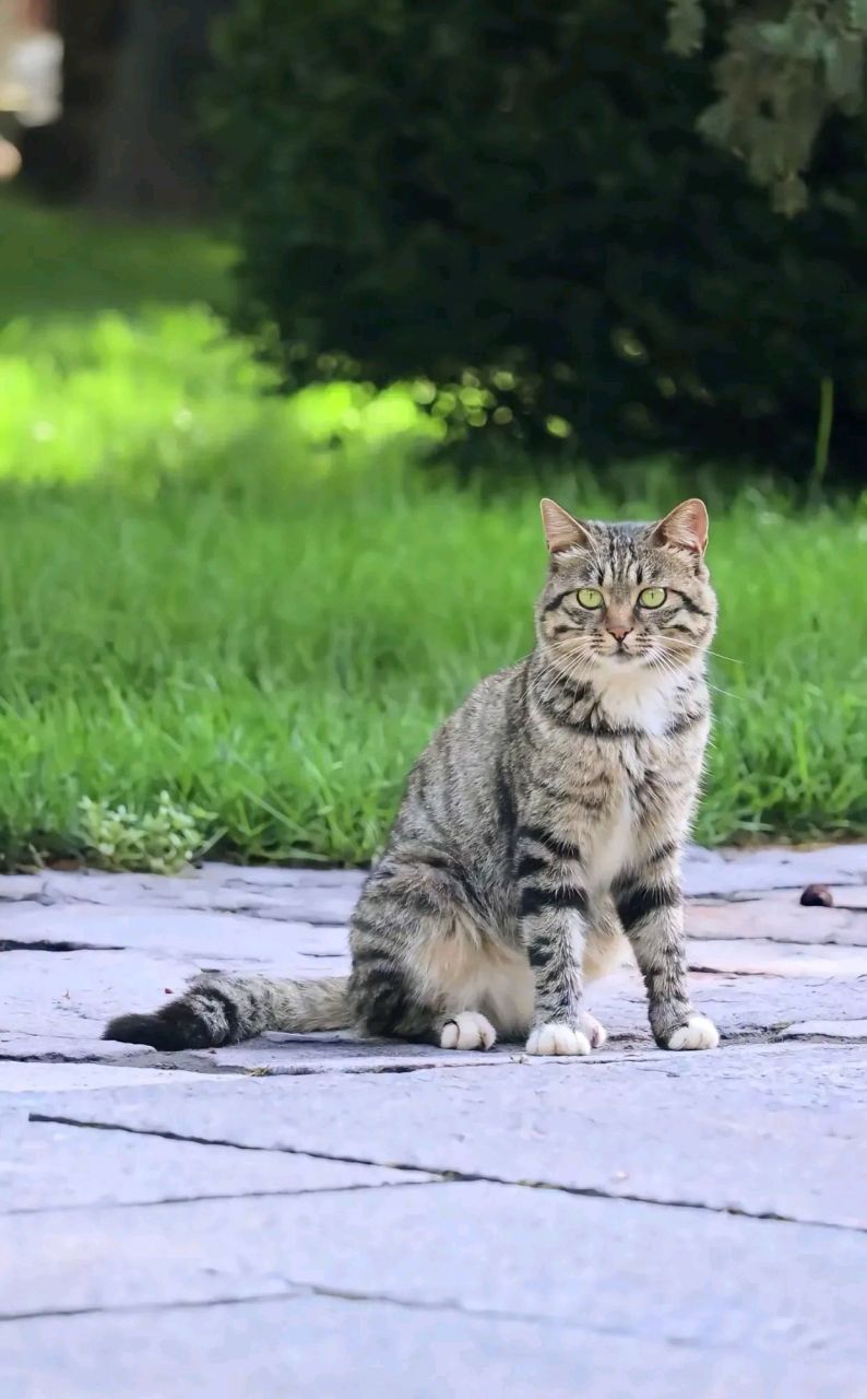 这是我见过最好看的狸花猫,没有之一!