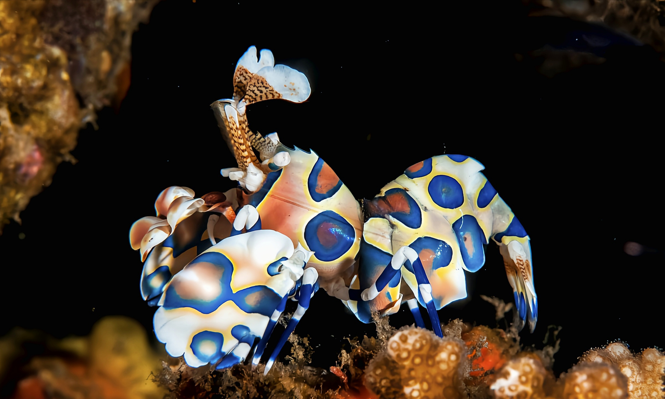 小丑虾别名海星虾,油彩蜡膜虾,原产于太平洋,印度洋热带地区沿岸,及