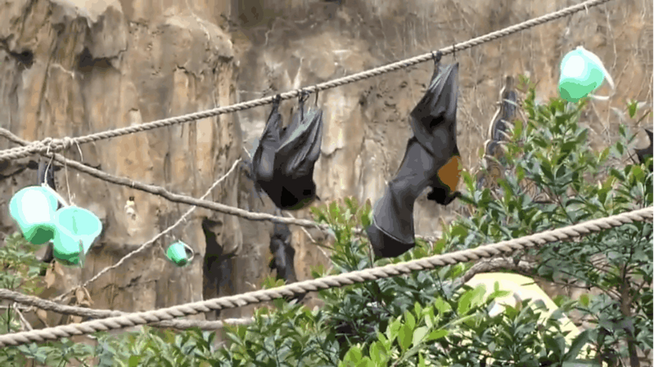 你知道蝙蝠是怎么尿尿的么?