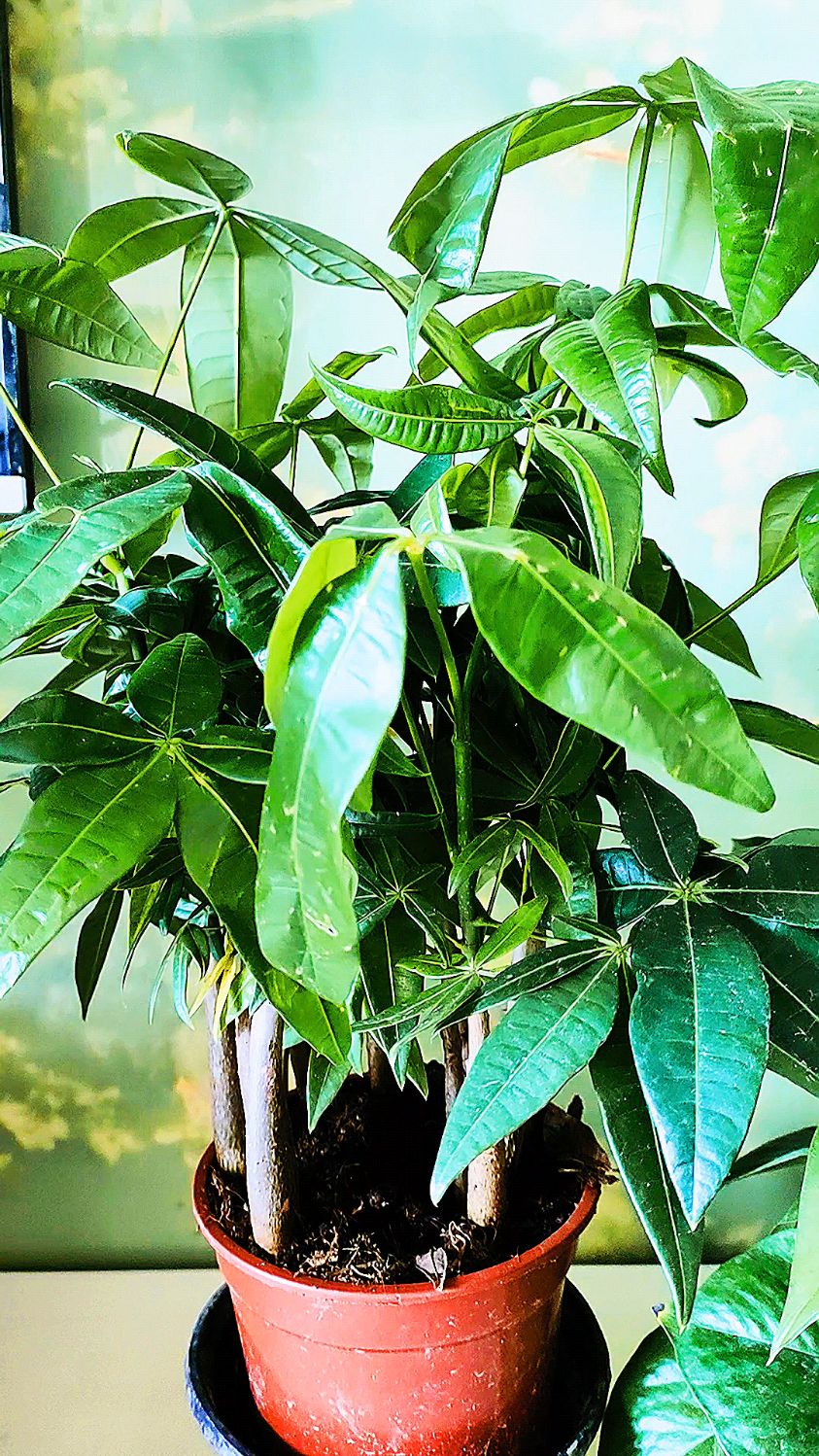 发财树春天这样养,叶片翠绿有光泽