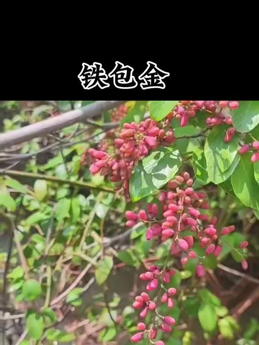 金包银,银包金不如这个铁包金,养生 中草药