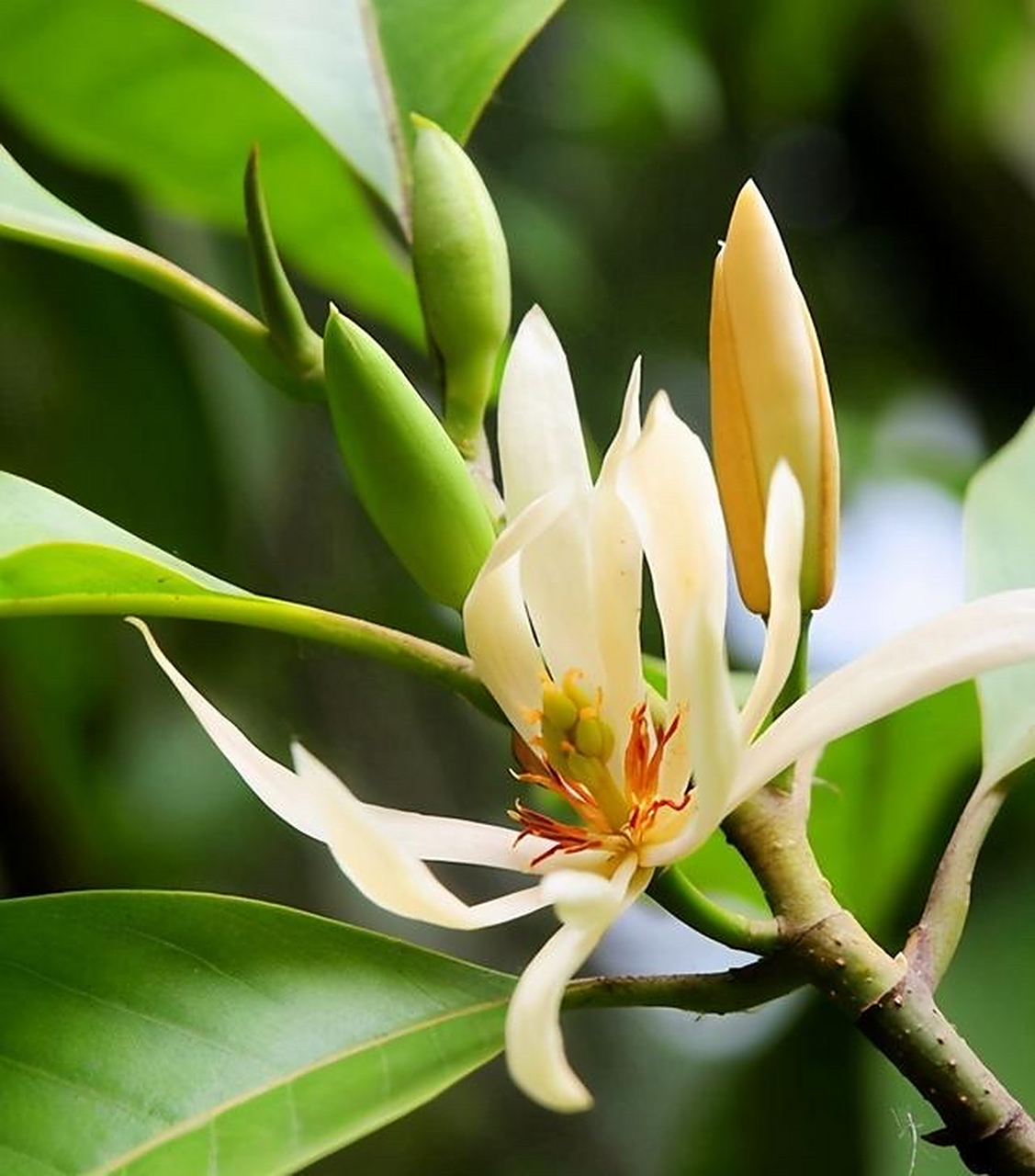 图文妙笔计划# 黄桷兰,中国著名的夏季香花之一,其植株翠叶浓密,滑润