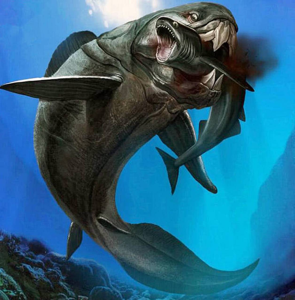 已发现的巨齿鲨的部分椎骨化石与大白鲨相比大很多,推测它的最大身长