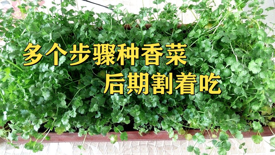 香菜种植多个步骤,出苗快长势好,后期割着吃