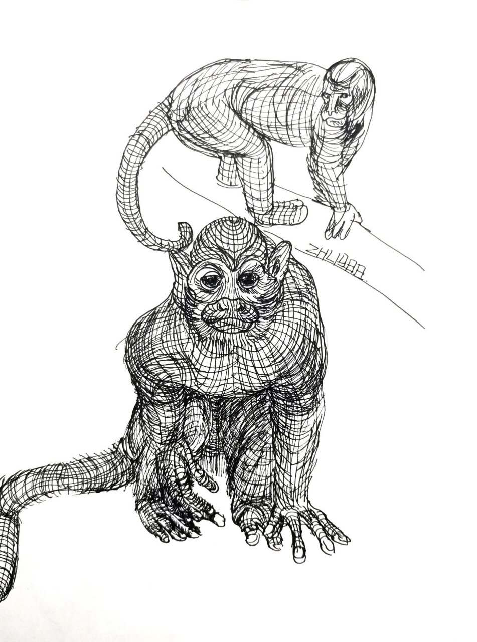 每日一画-猴子速写#猴子速写# #动物线描# #每日一画