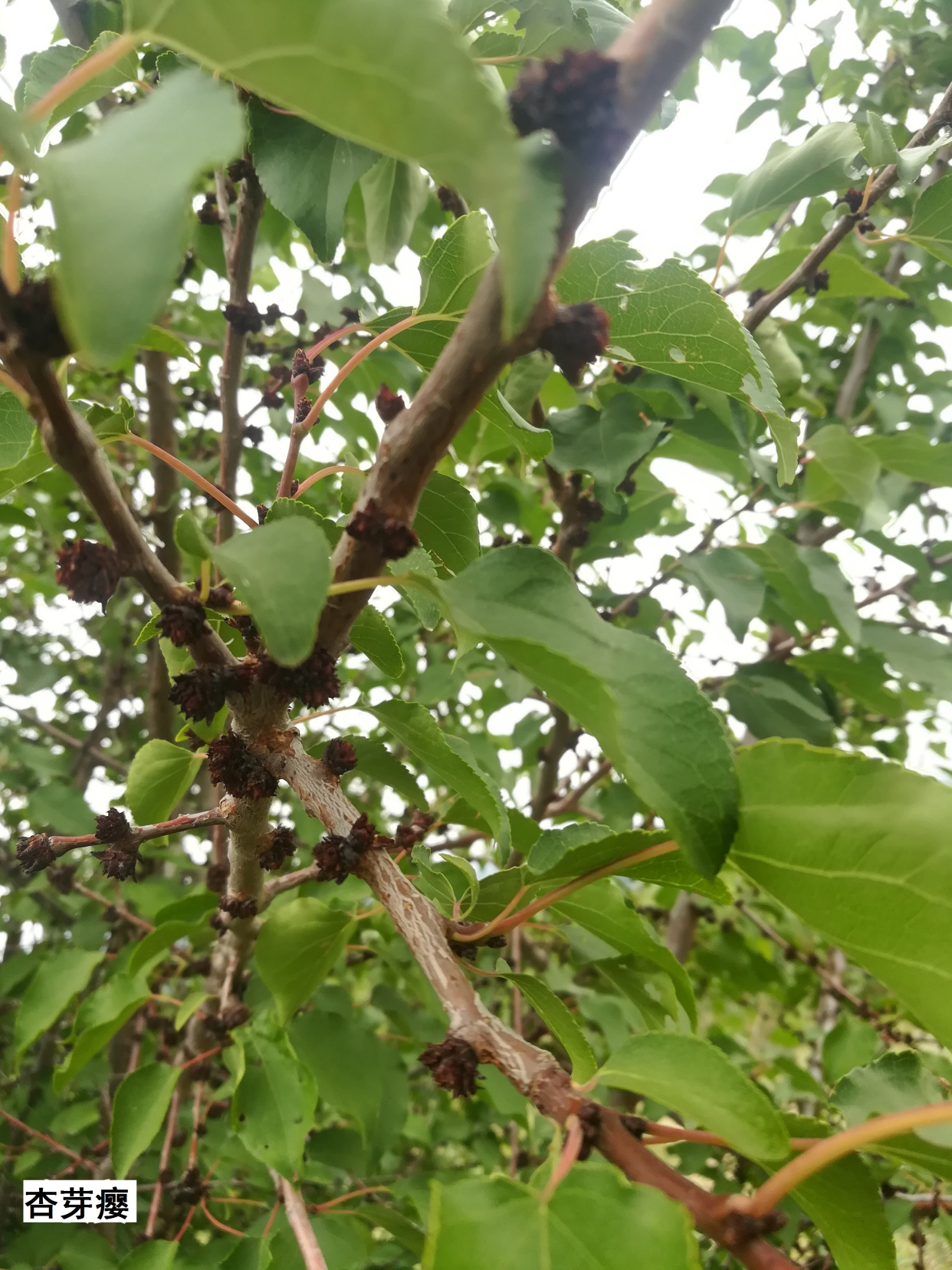 抓住關鍵時期——防治杏樹上難纏的杏芽癭病(癭瘤)