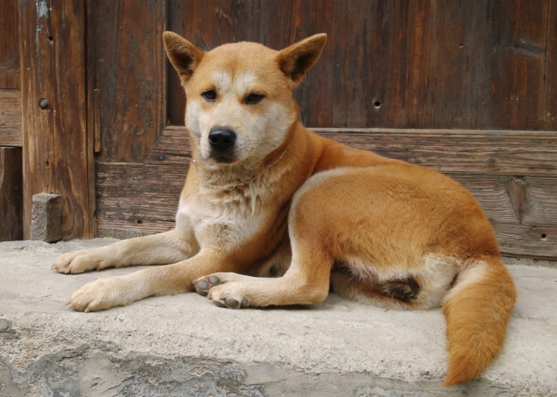 智障男子救下病重小黄狗,没想到小狗长大后,火海报恩救出他独子