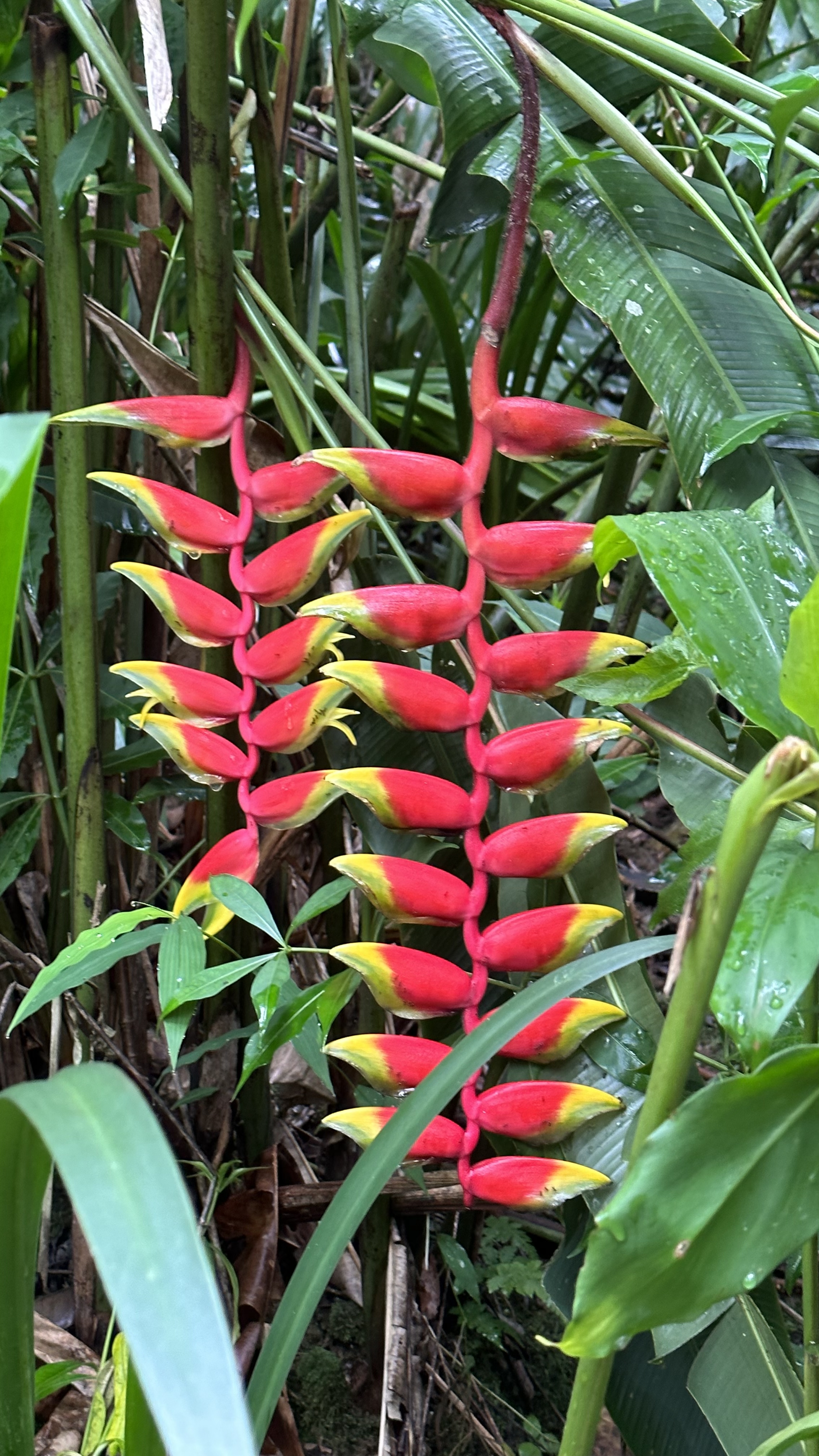 西双版纳看到的鞭炮花真漂亮