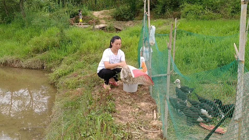 农村妹子拿野菜和谷子来喂鸭子,鸭子抢着吃,鸭子长大变漂亮了