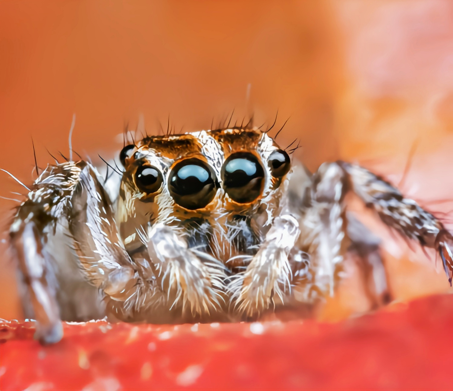 每天认识一种动物——褐条斑蝇虎 褐条斑蝇虎又名黑色蝇虎,是蜘蛛目