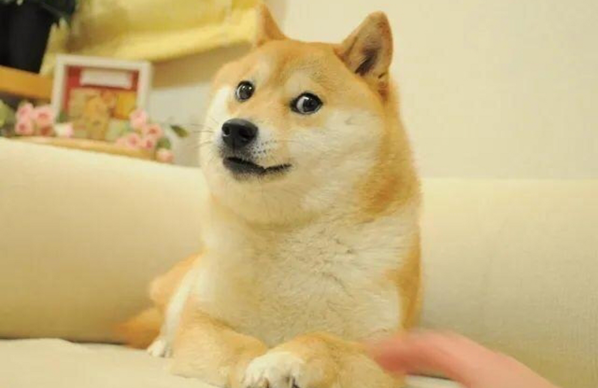 狗子:你瞅啥,非卖品.