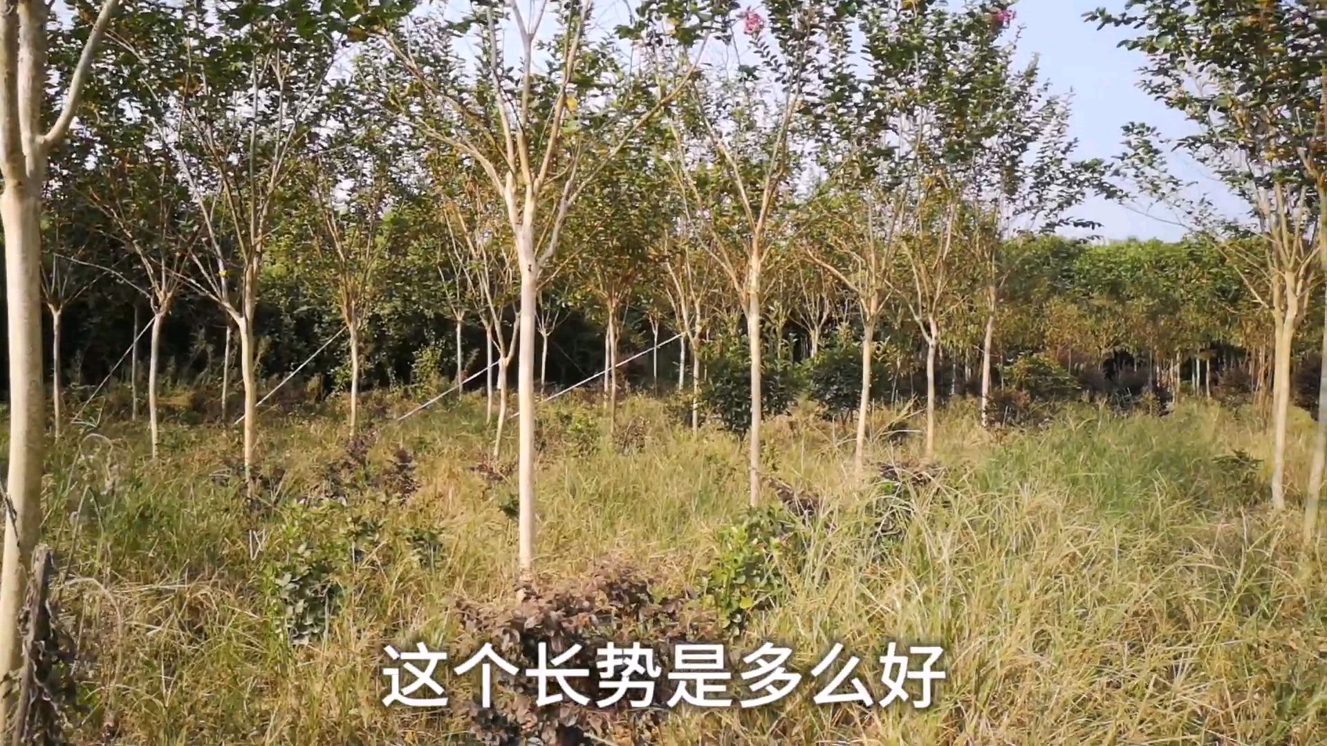 种树苗的大哥为销路犯愁,现在为何烂在地里也不卖,是为什么
