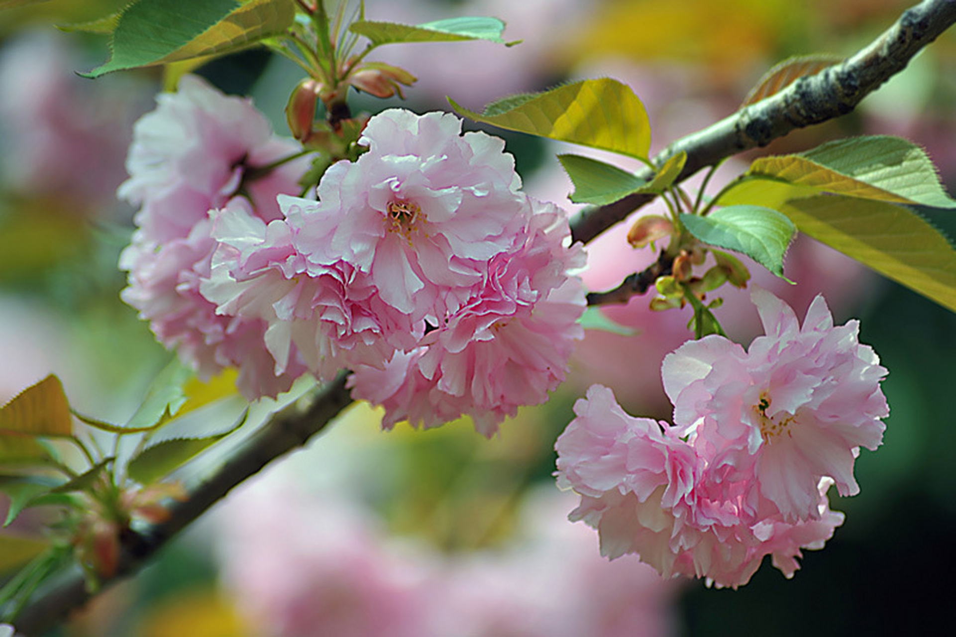 初夏的风景# 5月,夏花绚烂,缥缈间盈盈唯美,探一朵花开,沁一脉馨香