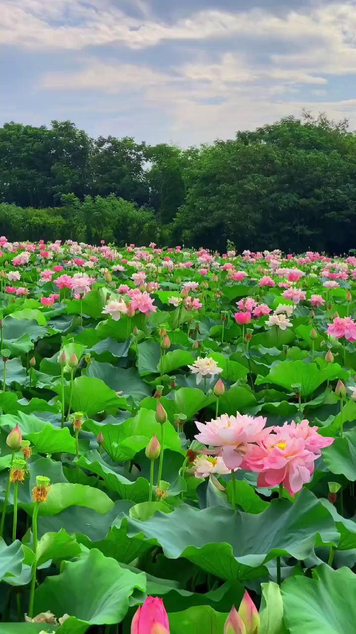 我想将我看见的风景拍给你看,这一池的荷花