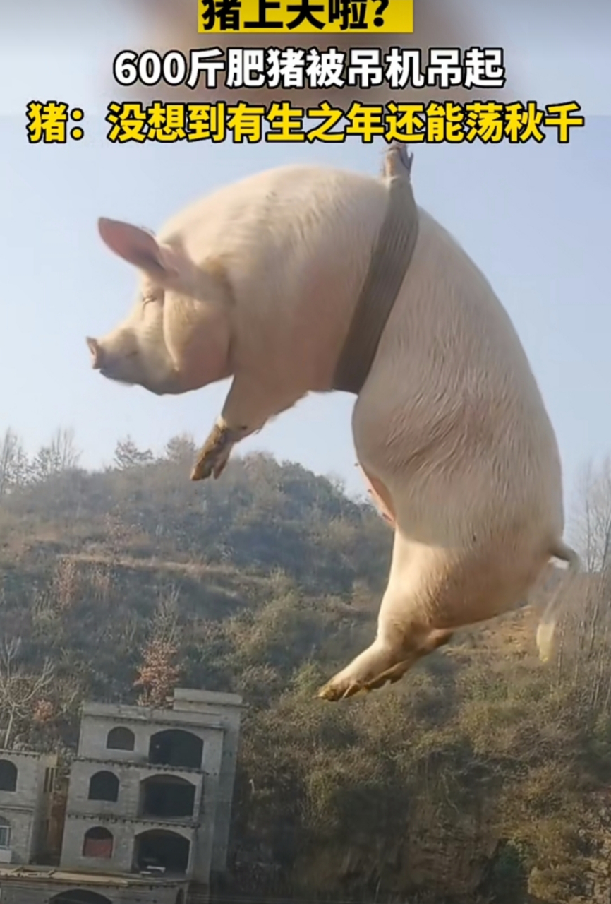 这是不是传说中的"站在台风口,猪都能飞上天"?