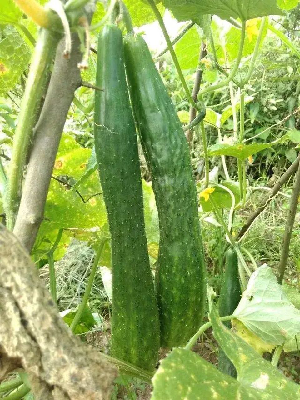 秋天是收获的季节,各种瓜果蔬菜都成熟了,相对超市里买的蔬菜自己种的