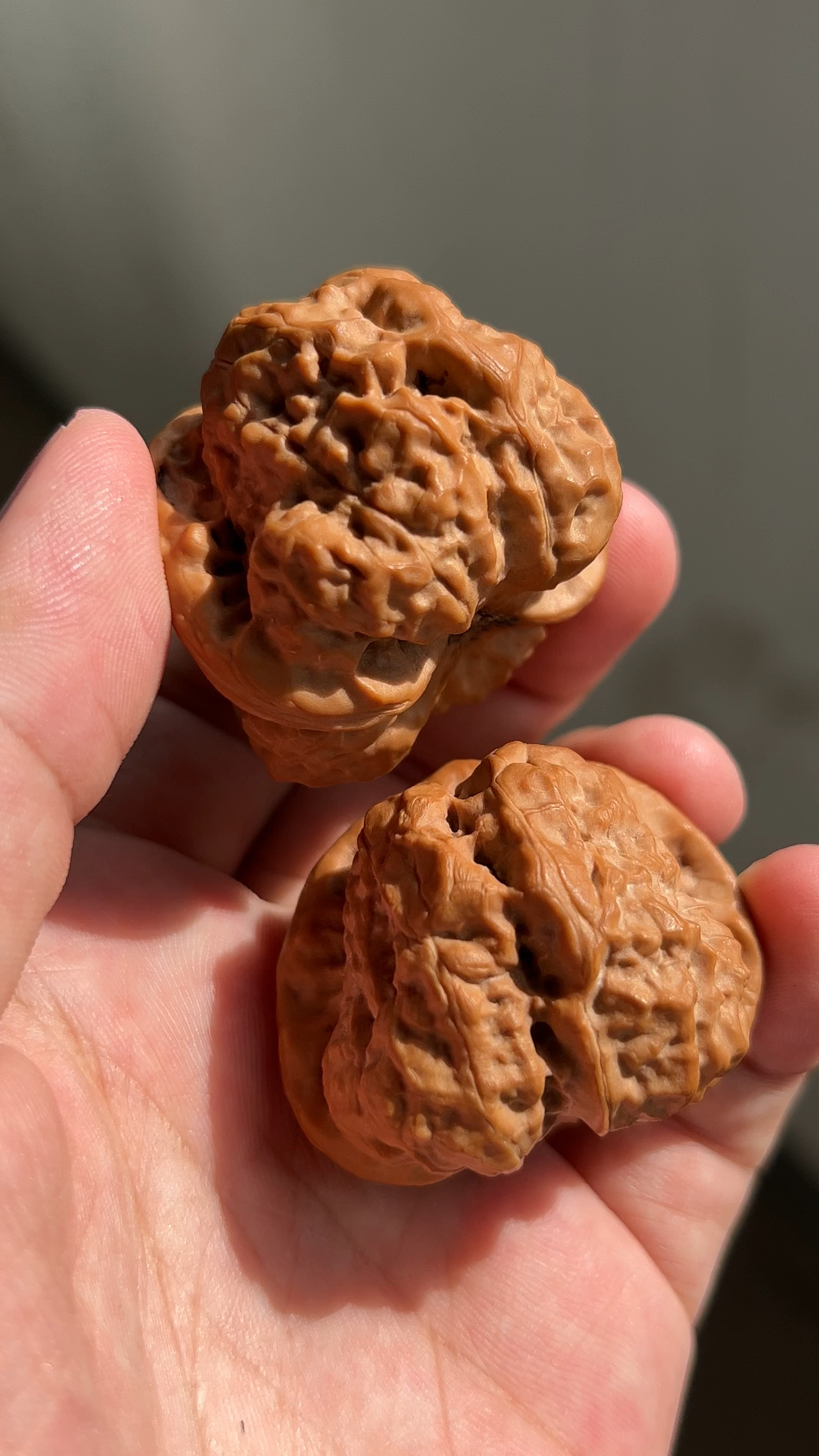 延庆蛤蟆头核桃,这品相我能盘一年-度小视