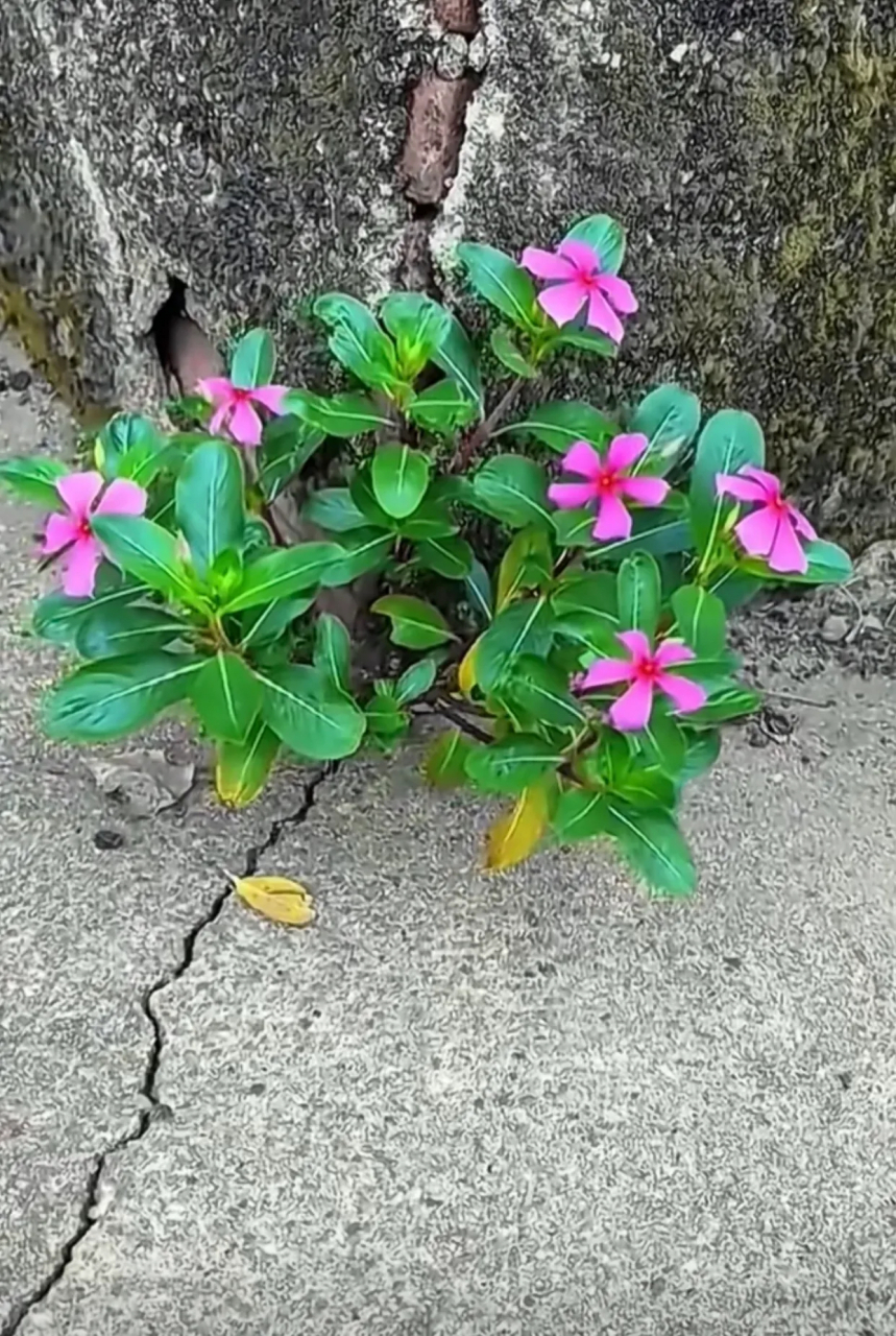 随笔～野花 山边墙角花纷芳,微风拂面巳闻香.