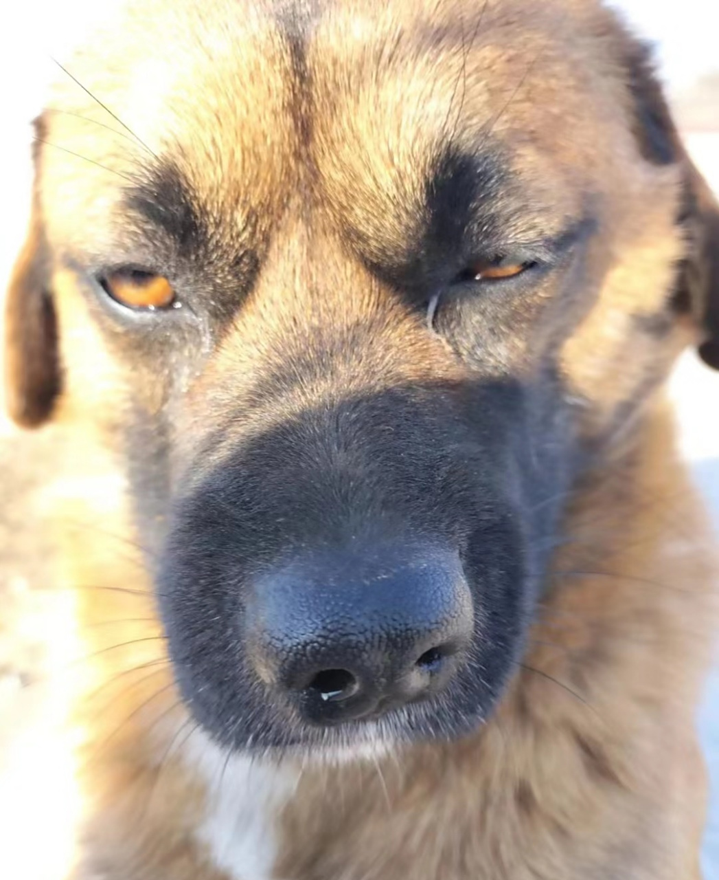 不懂就问,狗鼻子突然歪了,是怎么回事?