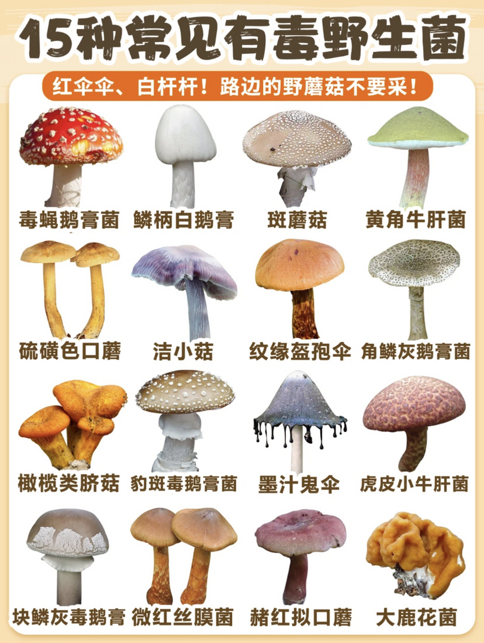 云南常见毒蘑菇 有毒图片