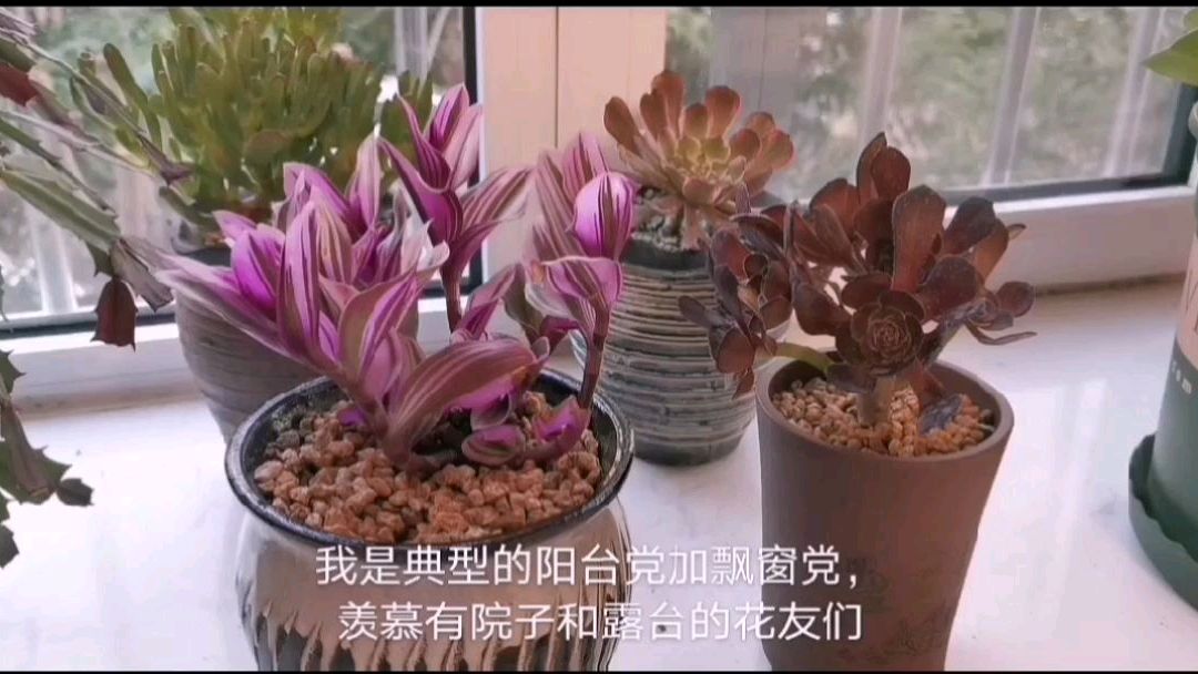生活在我家飘窗和阳台上的肉肉们,初夏大法师美,深秋小多肉美