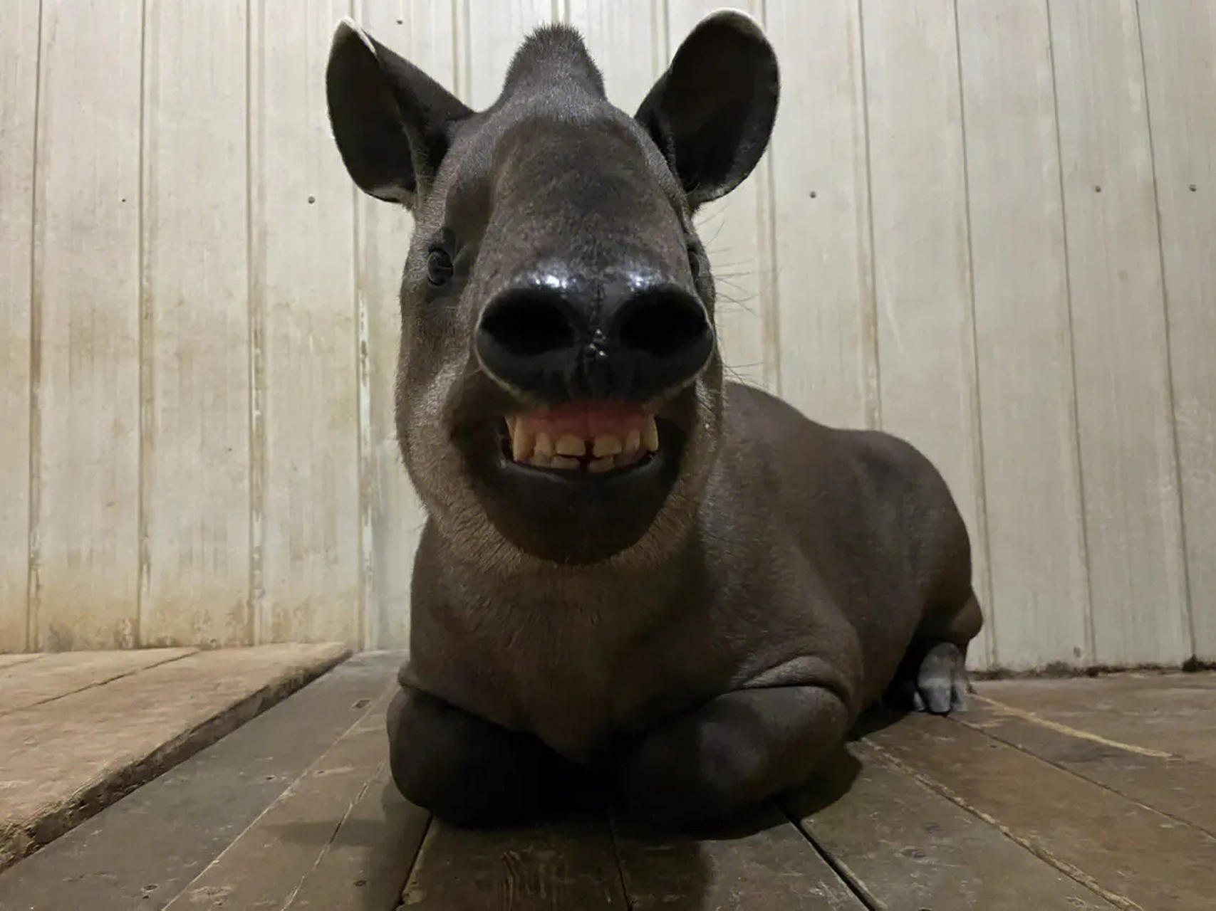 长相奇特的动物——貘,搞笑表情九连拍[嘻嘻]#动物趣图