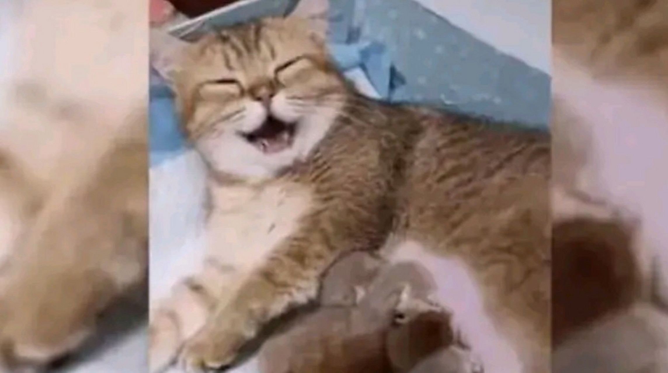 邻居家的猫咪,产下了五只小猫,看它笑得合不拢嘴,好温馨,应该是猫妈妈