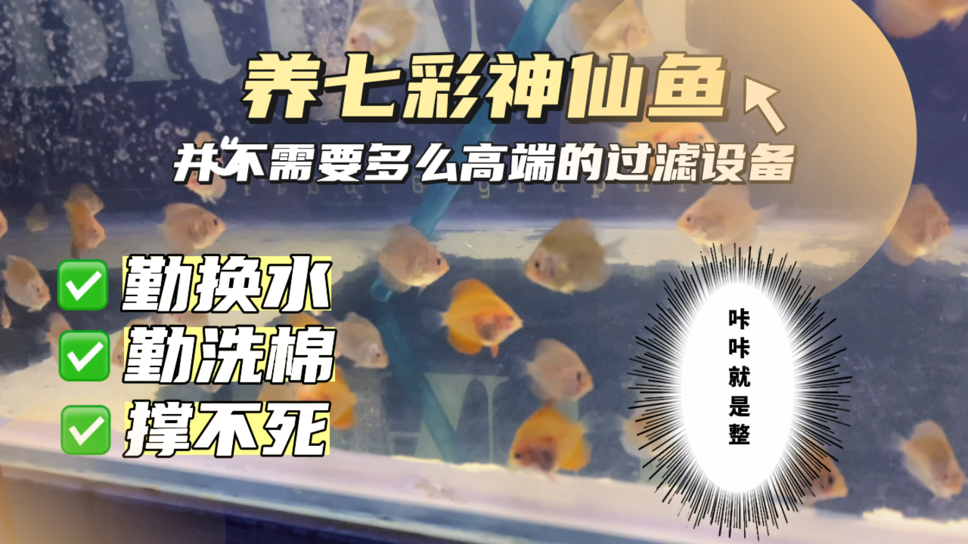养七彩神仙鱼并不需要多么高端的过滤设备,看看我这东西也能养好