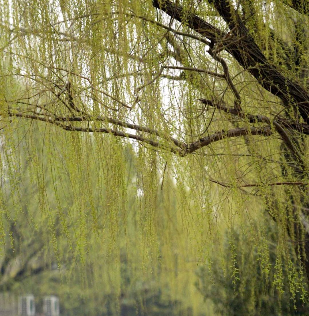 「随笔」古人的浪漫之折柳相送