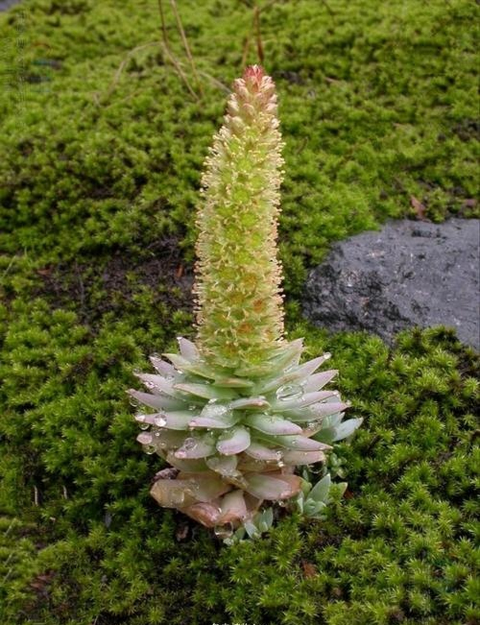 原来它叫钝叶瓦松,是景天科,八宝属二年生肉质草本植物.