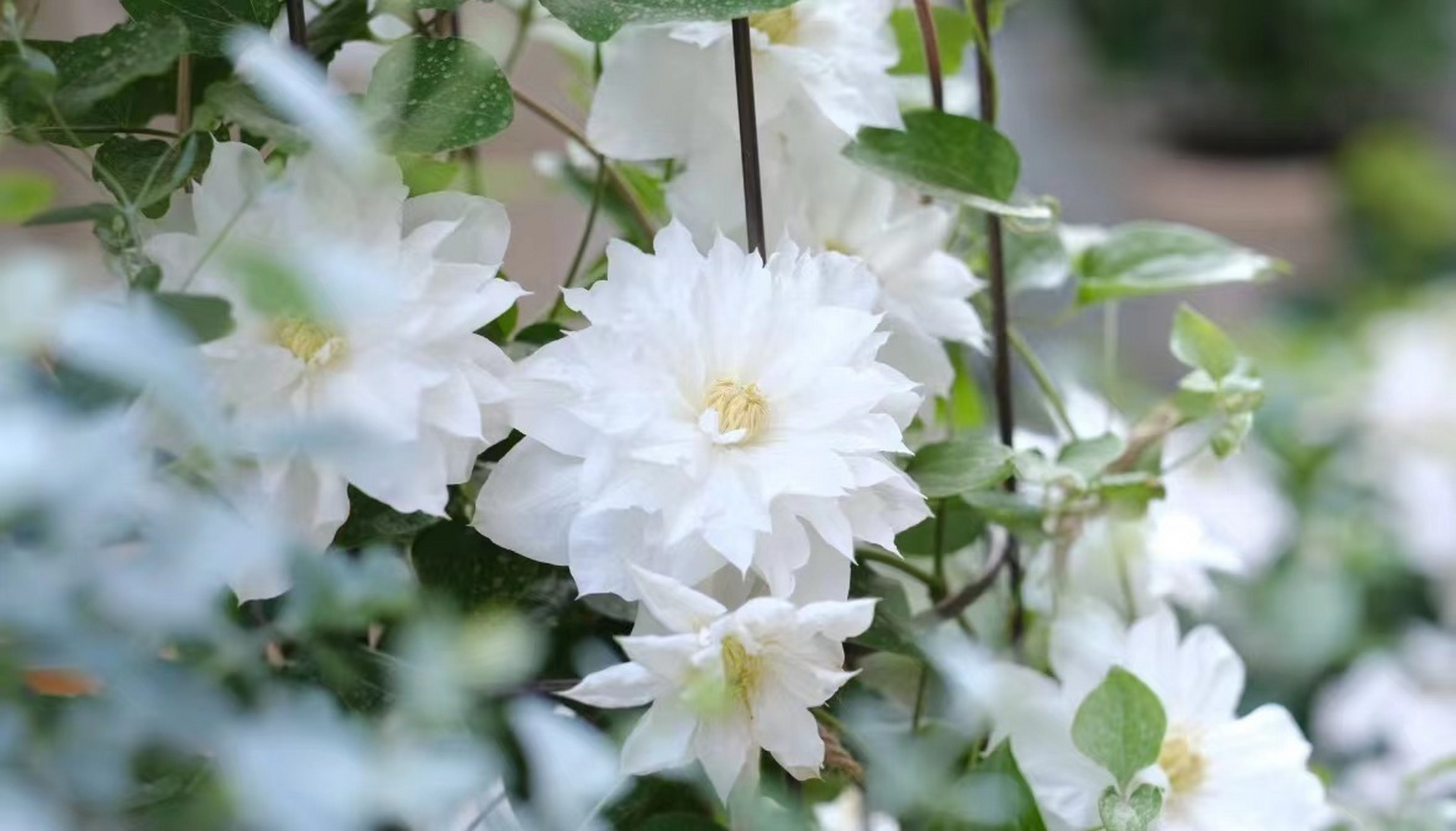 仙气飘飘的白色铁线莲"伊萨哥" 5-6月开重瓣花,夏季开半重瓣花.