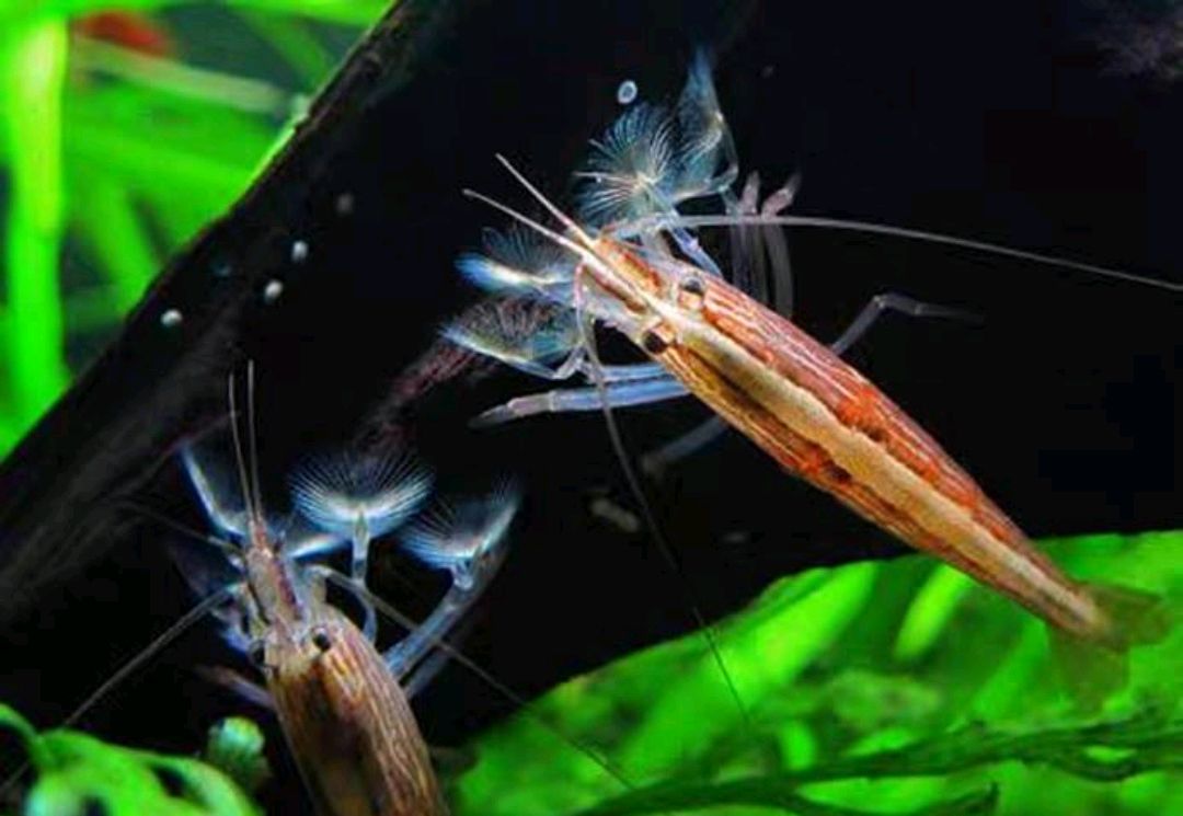 非洲网球虾繁殖图片