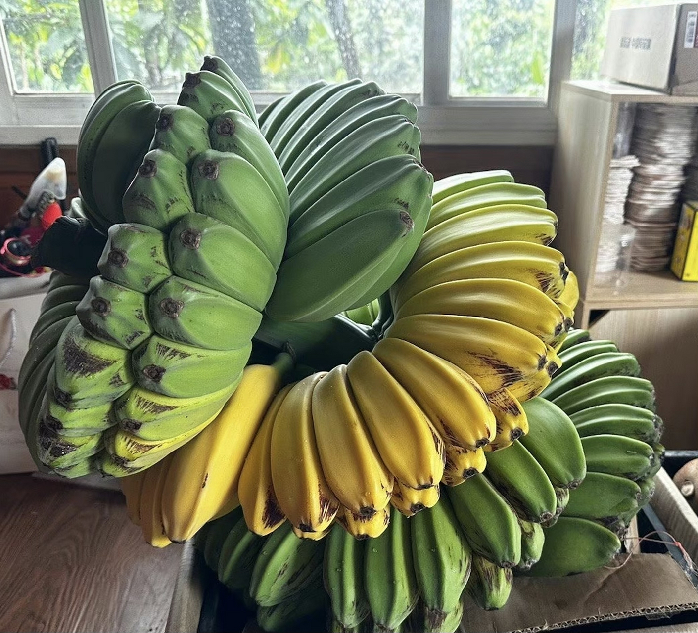 最有佛缘的水果,佛手蕉