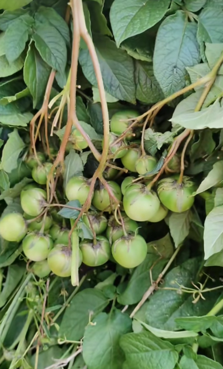 让你们见识见识土豆的果实!